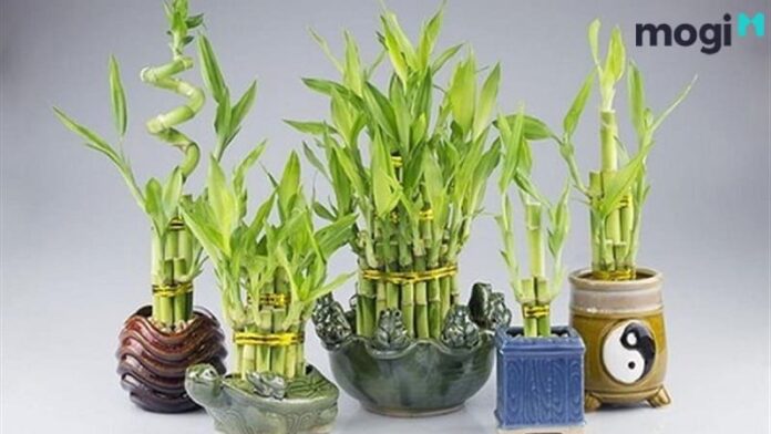 Cây thần tài: Đặc điểm, ý nghĩa và cách trồng cho cây luôn tươi tốt