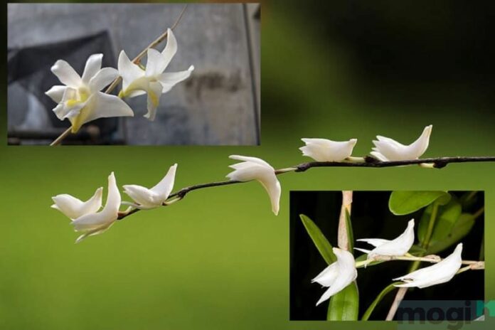 Lan bạch câu và 3 kỹ thuật trồng cây hiệu quả nhất!