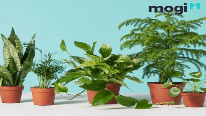 7 Loại cây phát tài và ý nghĩa phong thủy