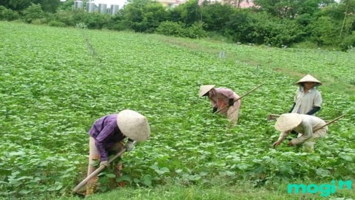 Đất trồng cây hàng năm là gì? Cách chuyển đổi qua đất thổ cư