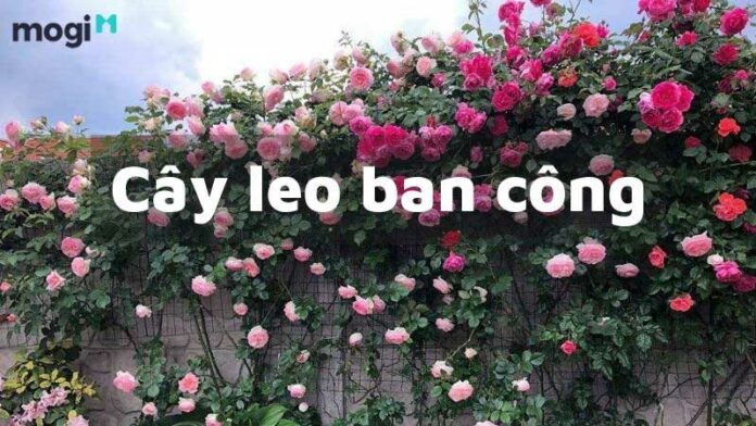 Top 24 Cây leo ban công đẹp cho nhà xanh mát quanh năm