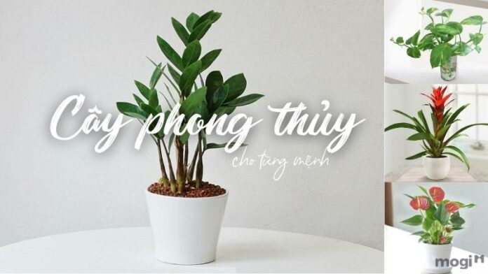 Cây phong thuỷ và 3 lưu ý giúp gia chủ phát tài, may mắn nhất