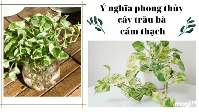 Trầu Bà Cẩm Thạch: Ý nghĩa phong thủy, đặc điểm và cách chăm sóc