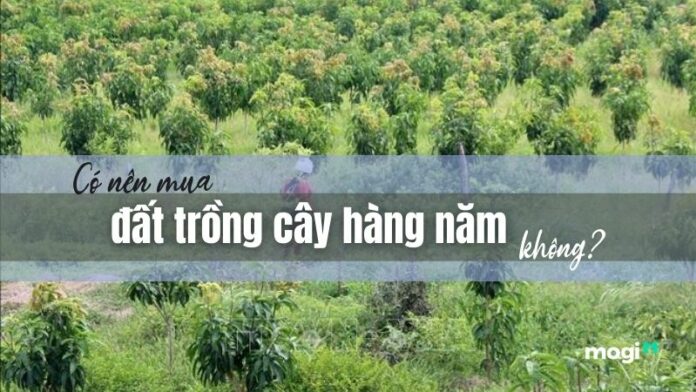 Có nên mua đất trồng cây hàng năm không? Những lưu ý khi mua đất trồng cây hàng năm