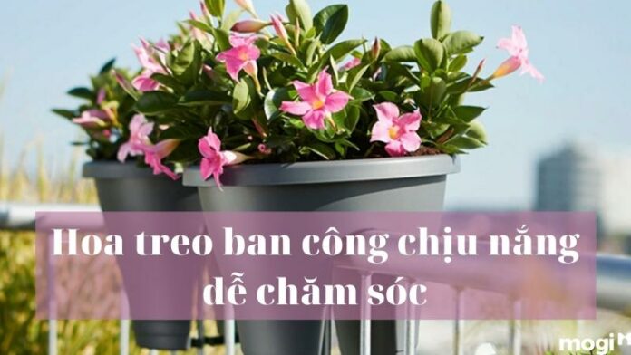 Top 15 các loại hoa treo ban công chịu nắng, giúp thanh lọc không khí