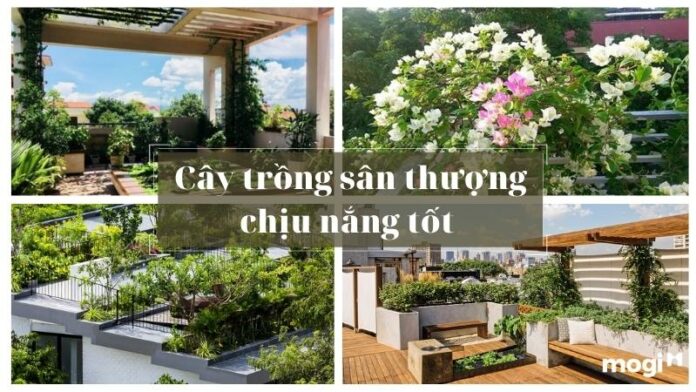 Top 15 cây trồng sân thượng chịu nắng tốt, giúp lọc không khí, dễ chăm sóc