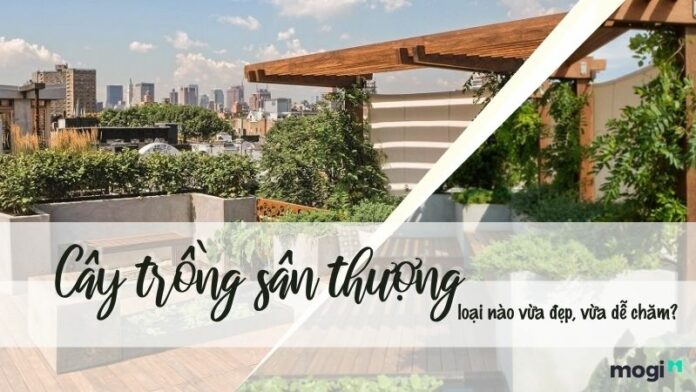 11+ cây trồng sân thượng đẹp và sức sống cao, dễ chăm sóc nhất