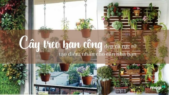 15+ loại cây treo ban công đẹp và rực rỡ, tạo điểm nhấn cho căn nhà bạn