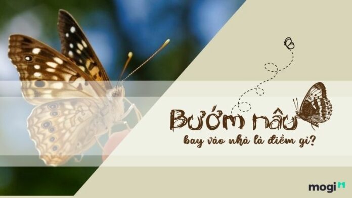 Bướm nâu bay vào nhà là điềm gì? Lành hay dữ?