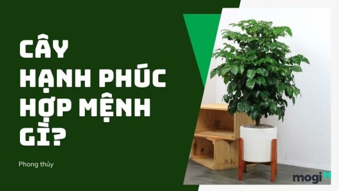 Cây Hạnh phúc hợp mệnh gì? Cách trồng và ý nghĩa phong thủy