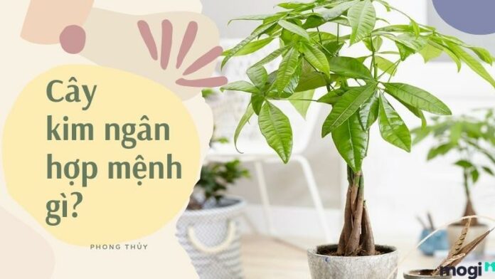 Cây Kim Ngân hợp mệnh gì? Ý nghĩa phong thủy và Cách chăm sóc