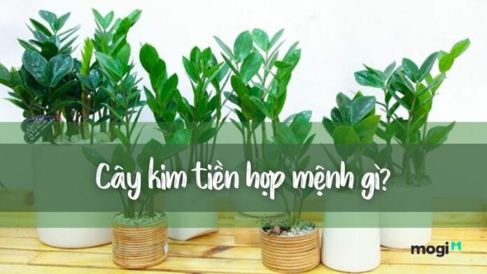 Cây kim tiền hợp mệnh gì? Ý nghĩa đặc biệt trong phong thủy bạn nên biết