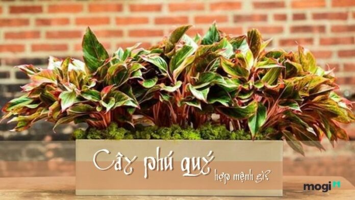 Cây phú quý hợp mệnh gì? Những ai nên chọn cây phú quý để trồng?