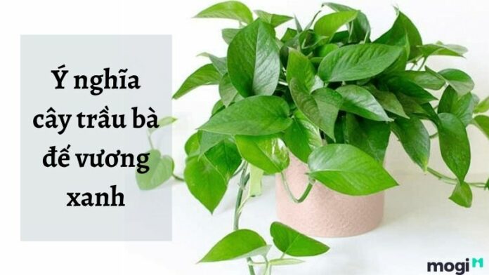 Cây trầu bà đế vương xanh hợp tuổi nào? Ý nghĩa, cách chăm sóc