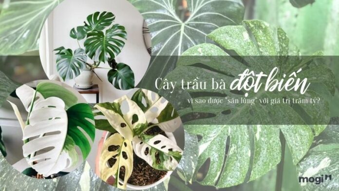 Cây trầu bà đột biến – vì sao được giới đại gia săn lùng?