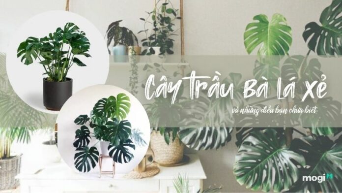 Cây trầu bà lá xẻ có bao nhiêu loại? Ý nghĩa và cách trồng hiệu quả nhất