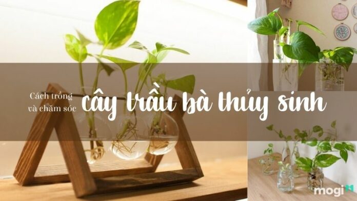Cây trầu bà thủy sinh – Cách trồng và chăm sóc cực chuẩn