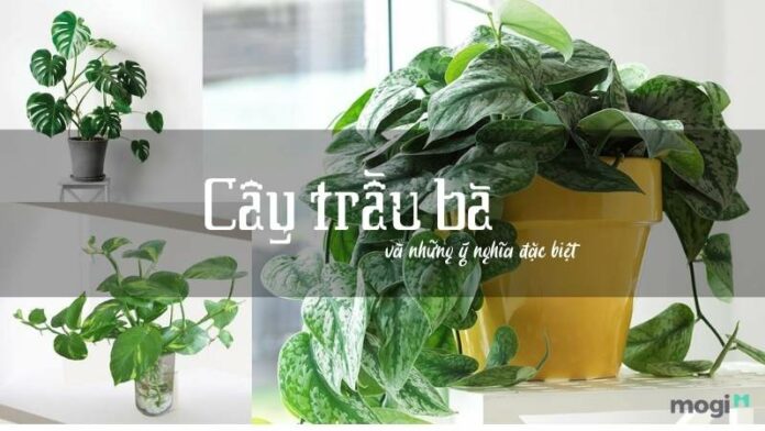 Cây trầu bà và 3 ý nghĩa nổi bật trong đời sống và phong thủy