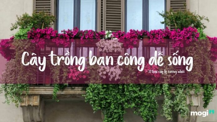 Cây trồng ban công dễ sống, 31+ loại cây dễ chăm sóc, lý tưởng nhất cho gia đình bạn