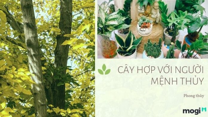 Mệnh Thủy hợp cây gì? 10 loại cây phong thủy hợp với người mệnh Thủy