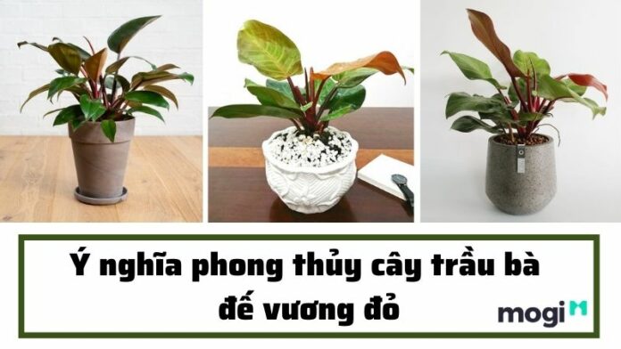 Tìm hiểu ý nghĩa phong thủy cây trầu bà đế vương đỏ và cách chăm sóc
