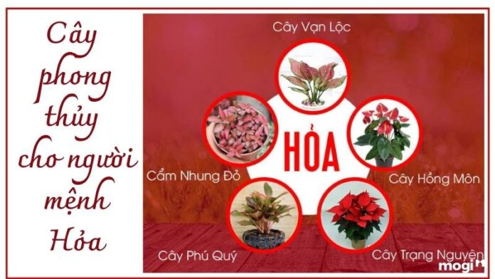 Top 10 loại cây phong thủy mang đến may mắn cho người mệnh Hỏa