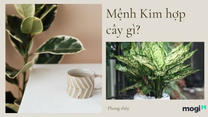 Top 11 loại cây phong thủy mang lại may mắn tài lộc cho người mệnh Kim