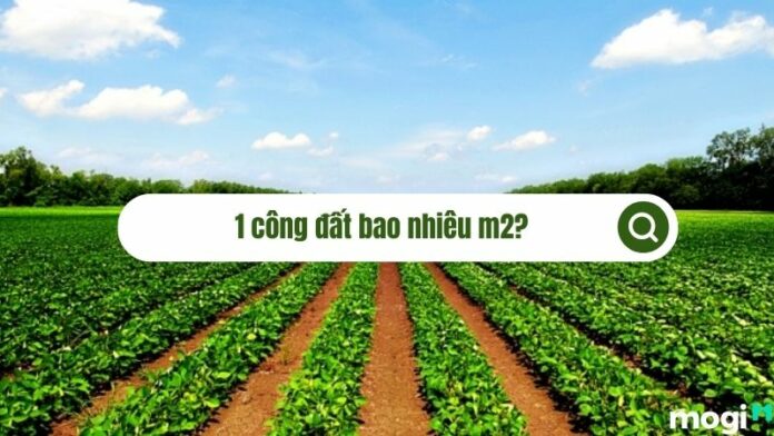 1 công đất bao nhiêu m2? Hướng dẫn đổi đơn vị đo đất chuẩn nhất