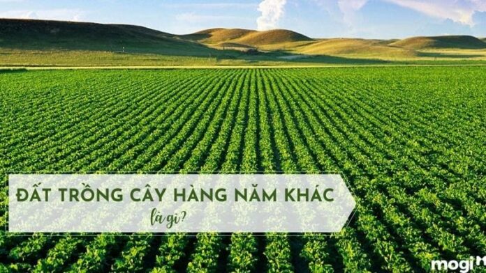 Đất trồng cây hàng năm khác là gì? Điều kiện chuyển đổi lên đất thổ cư