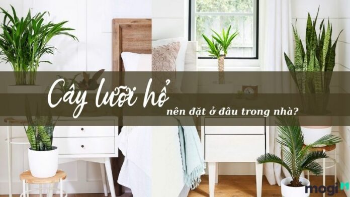Cây lưỡi hổ nên đặt ở đâu trong nhà để hút tài lộc, trấn tà khí
