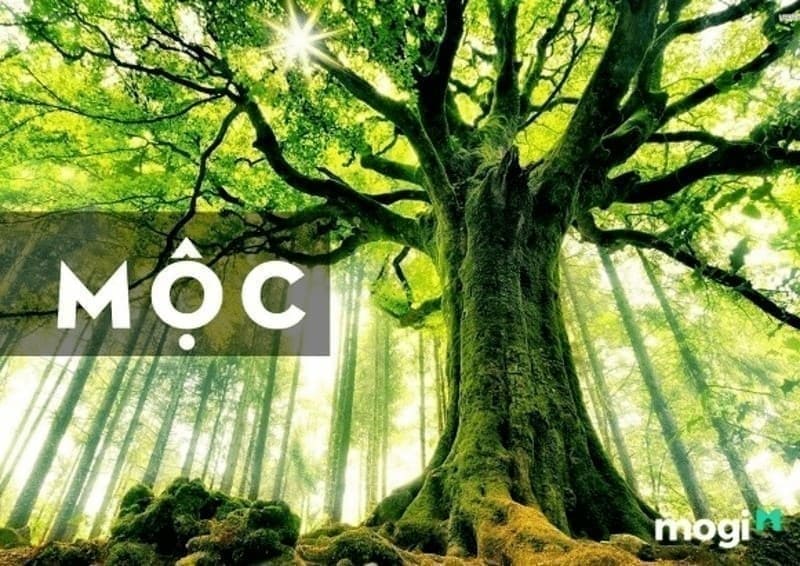 Mệnh Mộc hợp cây gì? 15+ loại cây hợp với người mệnh Mộc