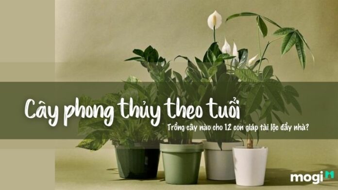 Trồng cây phong thủy theo tuổi cho 12 con giáp tài lộc, bình an