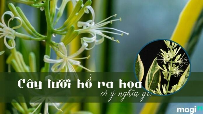 Cây lưỡi hổ ra hoa có ý nghĩa gì? Mang đến điềm hung hay cát?