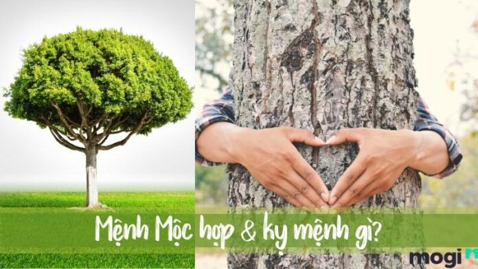 Mệnh Mộc hợp mệnh gì để làm ăn thuận lợi, thu hút tiền tài