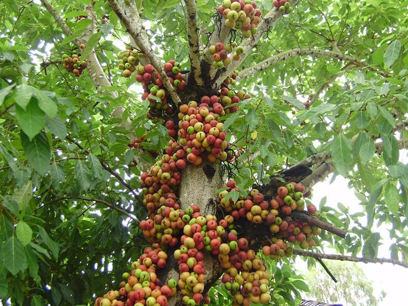 Trồng cây sung trong nhà có tốt không? Cây sung mang ý nghĩa phong thủy như thế nào?