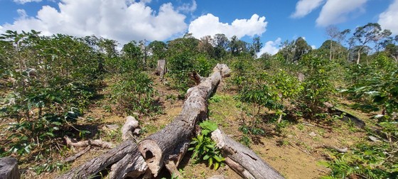 Kon Tum: 5 dự án tại huyện Kon Plông bị chấm dứt hoạt động