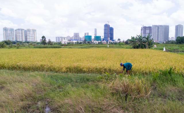 TP.HCM: Đề xuất chuyển hàng ngàn hecta đất lúa để làm dự án bất động sản