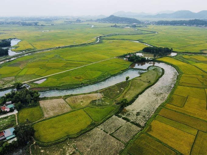 3 phương án về chuyển nhượng đất trồng lúa trong Luật Đất đai sửa đổi
