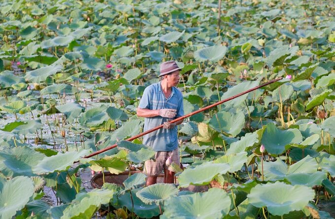 Hà Nội: Đấu giá cho thuê 35.000m2 đất tại Tây Hồ
