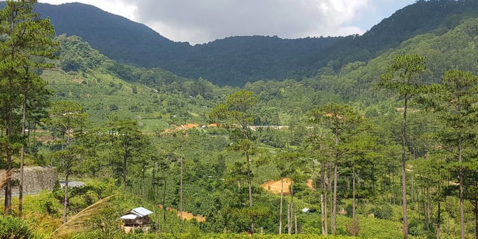 Lâm Đồng: Xem xét chuyển mục đích sử dụng rừng để xây dựng bãi chôn lấp chất thải rắn