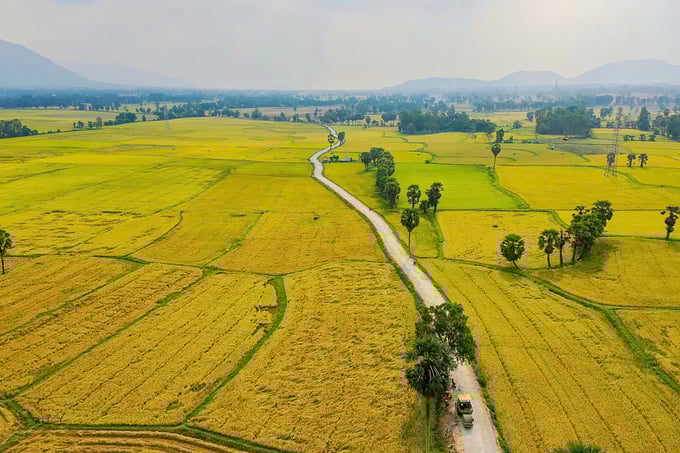 An Giang: 58 dự án chưa nộp tiền bảo vệ và phát triển đất chuyên trồng lúa